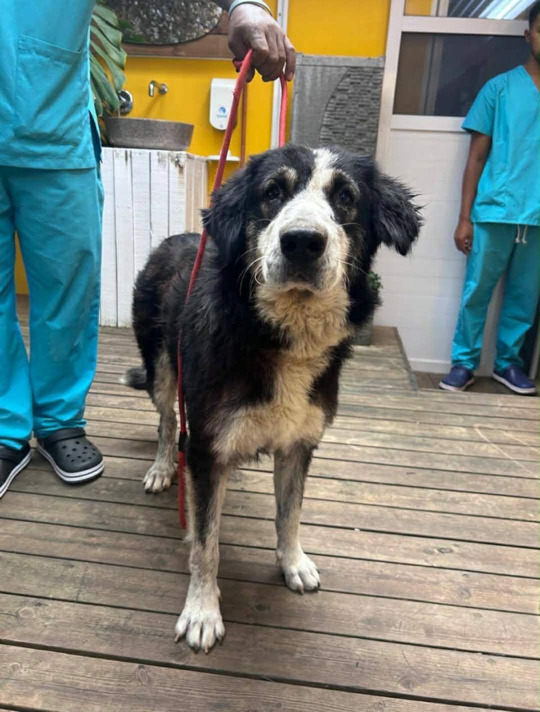 Animaux à adopter Maurice