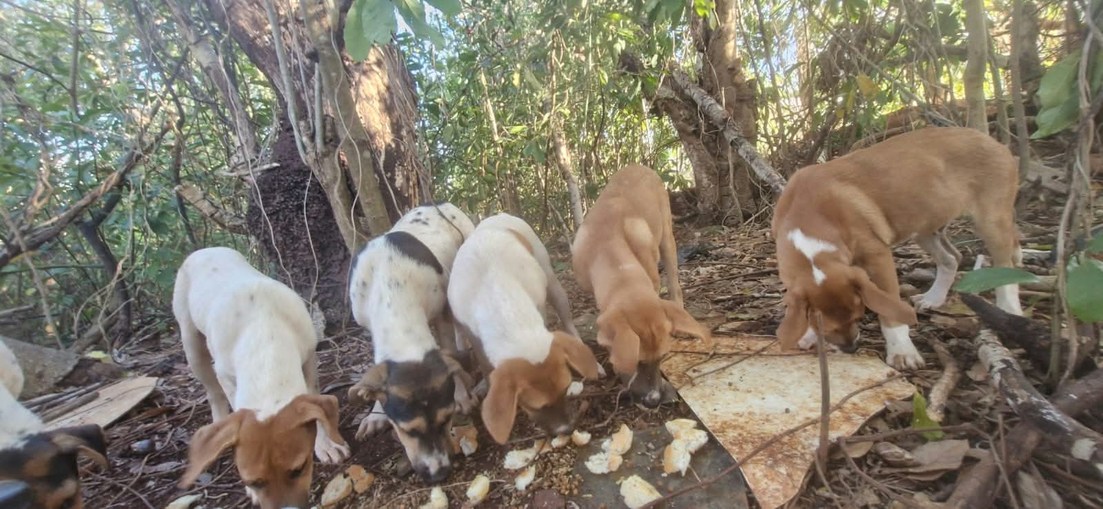 Animaux à adopter Maurice