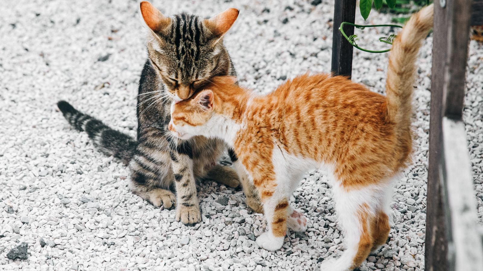 Sauvetage animaux Maurice